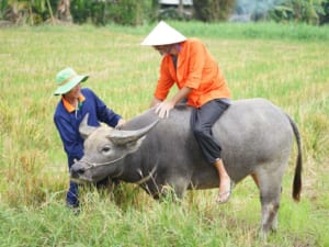 Rice agriculture & the daily life farmers - Hoi An day tour